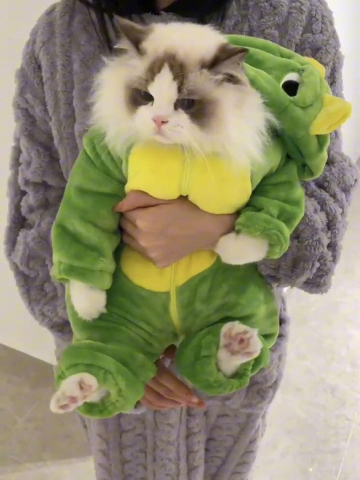 Cute Cat Winter Clothes - 24th Spoke Cute Cat Winter Clothes - 24th Spoke